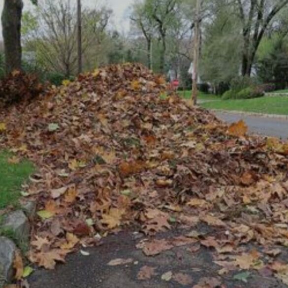 No leaves in the roadways, holmdel reminds residents - photo licensed by shore news network.