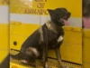 Annapolis fire marshal k9 goes missing