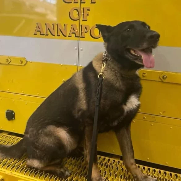 Annapolis fire marshal k9 goes missing - photo licensed by shore news network.