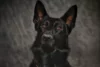 Wrong-way driver strikes police cruiser in ohio, k9 killed