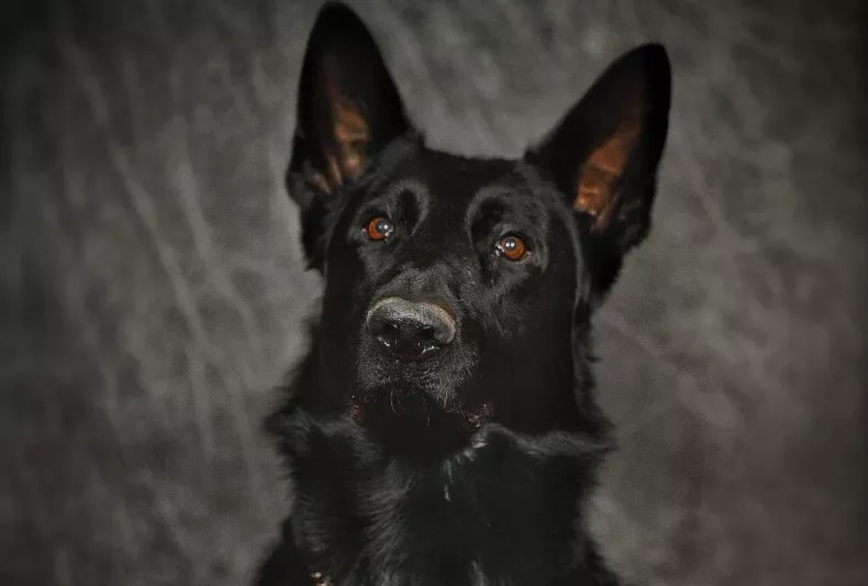 Wrong-Way Driver Strikes Police Cruiser in Ohio, K9 Killed