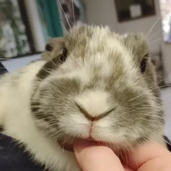 Rabbit downey jr. Awaiting new home at ocean county area shelter - photo licensed by shore news network.