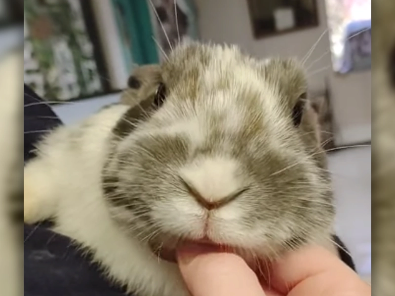 Rabbit Downey Jr. Awaiting New Home at Ocean County Area Shelter