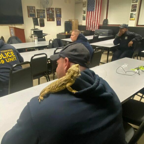Hours after department reptile training, police get call for menacing snake - photo licensed by shore news network.