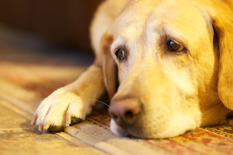 Mysterious Deadly Respiratory Illness Strikes Dogs in Multiple States