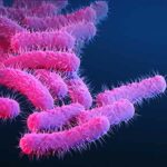 Shigella bacteria cause an infection called shigellosis. Shigella cause an estimated 450,000 infections in the United States each year and an estimated $93 million in direct medical costs.