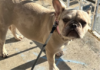 Stolen french bulldog mocha recovered in d. C.
