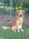Palm beach county sheriff's office mourns the loss of k9 tucker