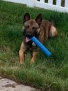 Pittsburgh police k9 unit mourns loss of k9 hans