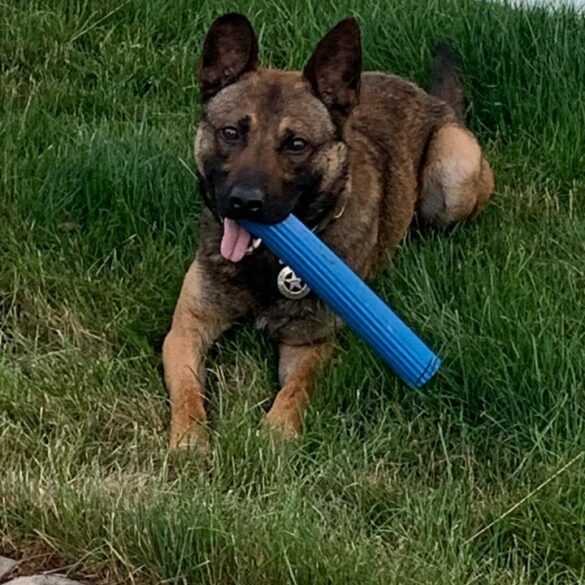 Pittsburgh police k9 unit mourns loss of k9 hans - photo licensed by shore news network.