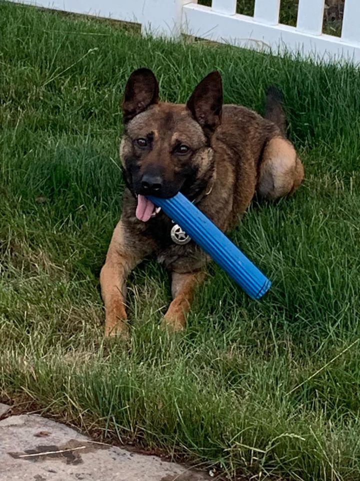 Pittsburgh Police K9 Unit Mourns Loss of K9 Hans