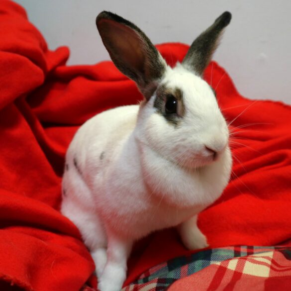 Snowie the bunny loves human companionship seeking comforting and loving home - photo licensed by shore news network.