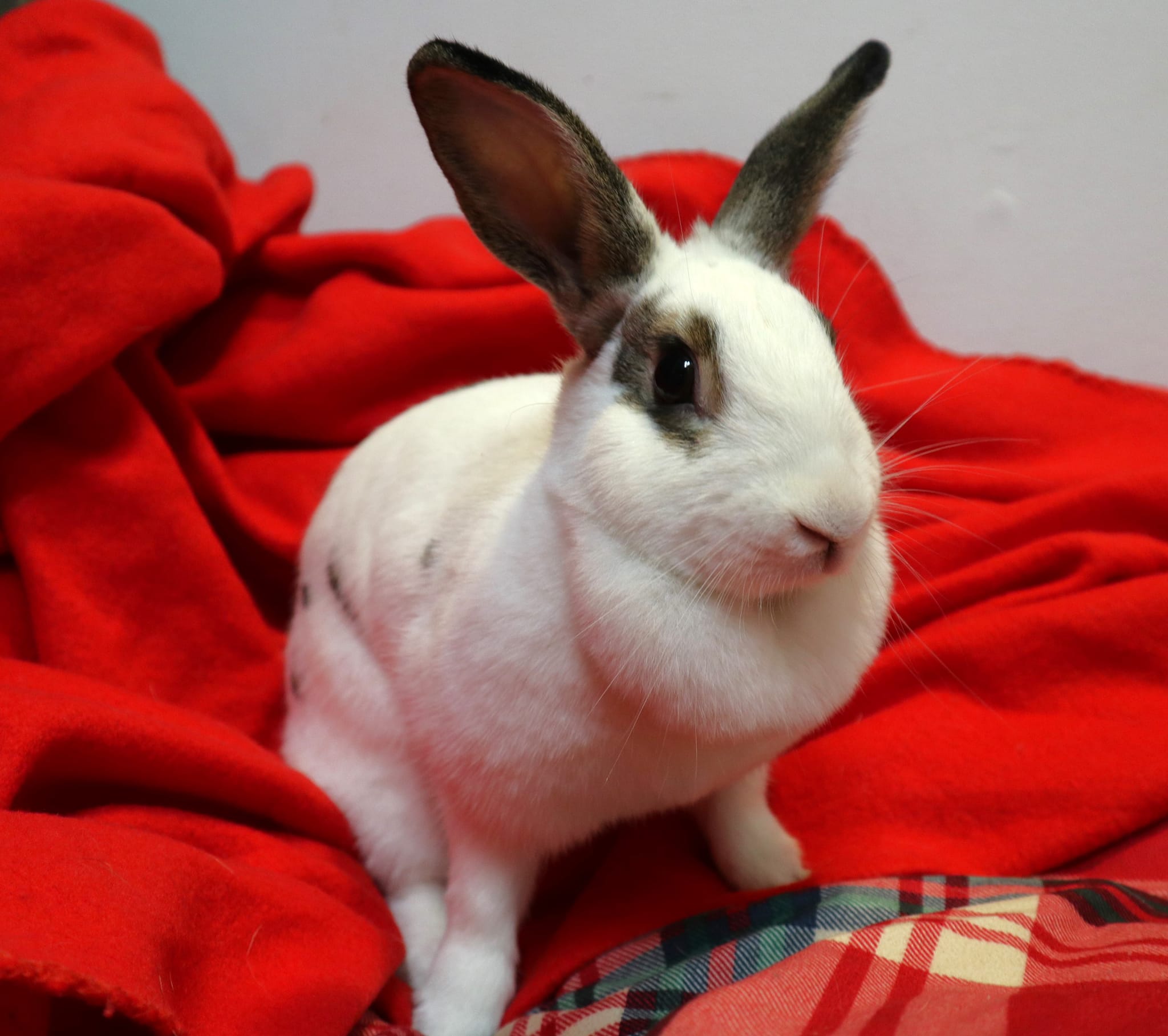 Snowie the Bunny Loves Human Companionship Seeking Comforting and Loving Home