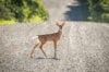 U. S. Allocates $110 million for wildlife crossing projects to reduce road collisions