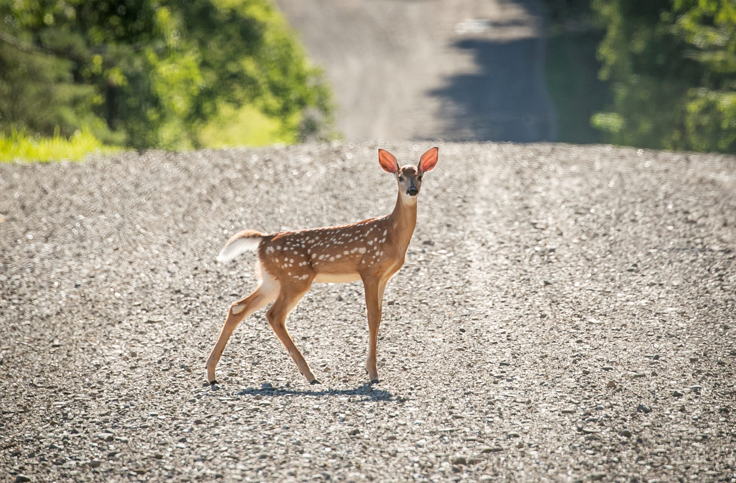 U.S. Allocates $110 Million for Wildlife Crossing Projects to Reduce Road Collisions