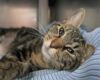 This adorable cat has been waiting a long time for new forever home