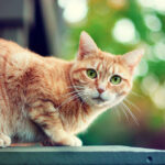 A cat on a window ledge - File Photo by MylaPhotography