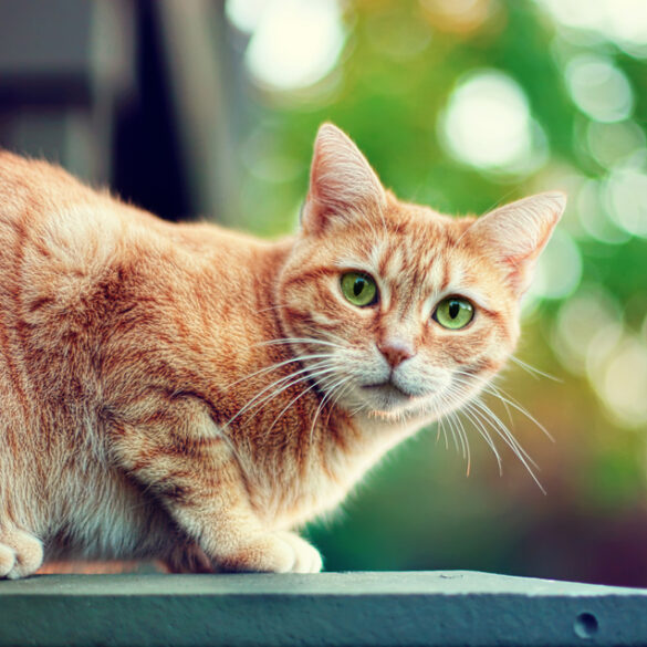A cat on a window ledge - file photo by mylaphotography