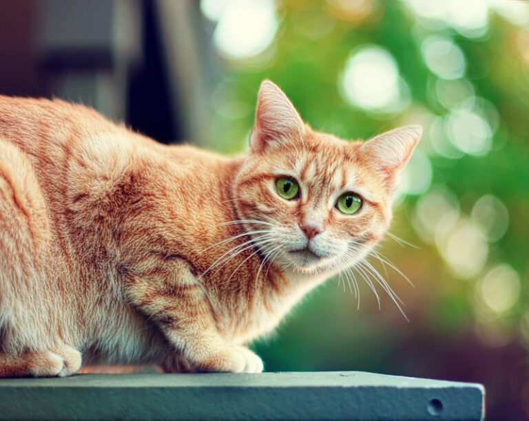 A cat on a window ledge - file photo by mylaphotography