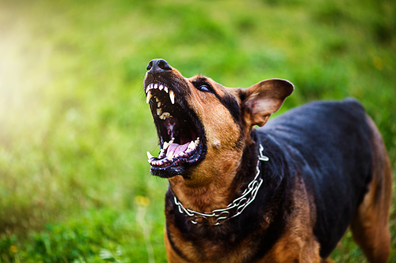 Feds Bust South Jersey Dog Fighting Operation That Spanned Multiple States