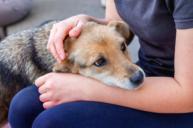 Officials Warn Mysterious Fast-Spreading Dog Illness Sweeping America Can Be Fatal