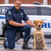 Harford county sheriff's office welcomes new k-9 member lambert