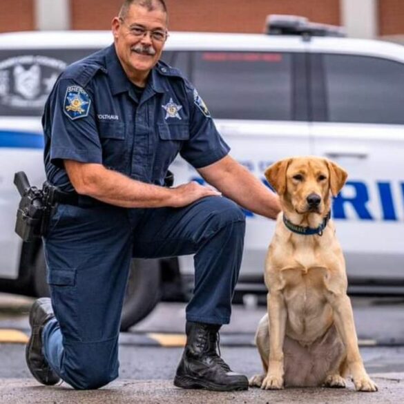 Harford county sheriff's office welcomes new k-9 member lambert - photo licensed by shore news network.