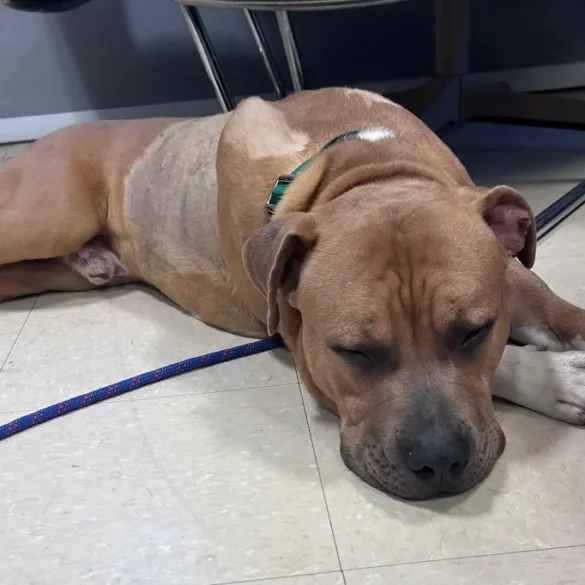 New york police seek attacker who stabbed dog 17 times - photo licensed by shore news network.