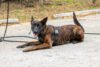 Rookie k9 cop makes two arrests first day on the job
