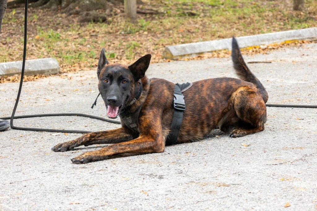 Rookie K9 Cop Makes Two Arrests First Day on The Job