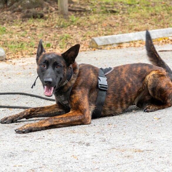 Rookie k9 cop makes two arrests first day on the job - photo licensed by shore news network.