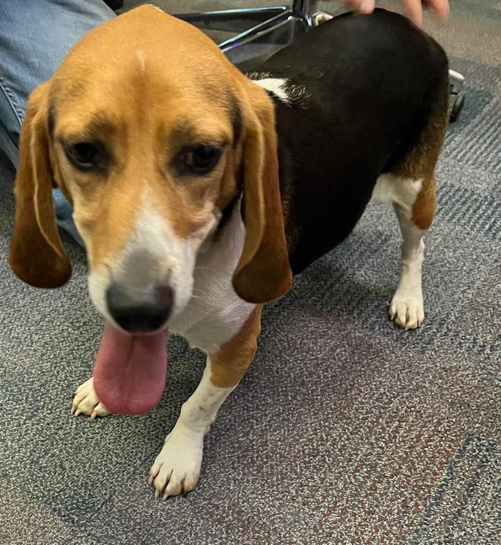 Beagle Found Near Edwin B. Forsythe National Wildlife Refuge