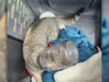 Cat with Head Stuck in Jar Rescued in New Jersey on Christmas Day