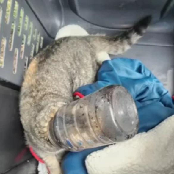 Cat with head stuck in jar rescued in new jersey on christmas day - photo licensed by shore news network.