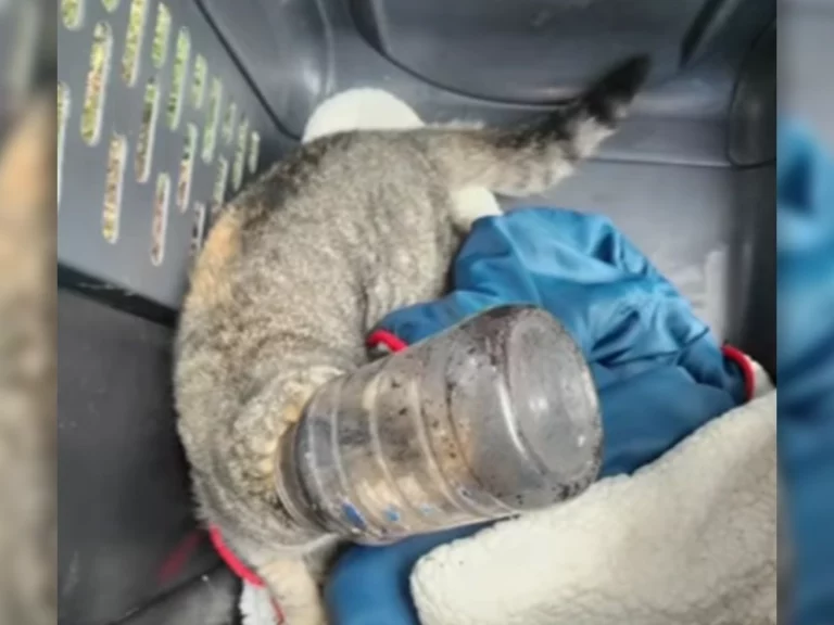 Cat with head stuck in jar rescued in new jersey on christmas day - photo licensed by shore news network.