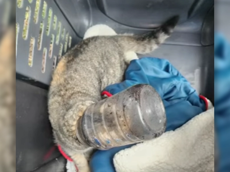Cat with Head Stuck in Jar Rescued in New Jersey on Christmas Day