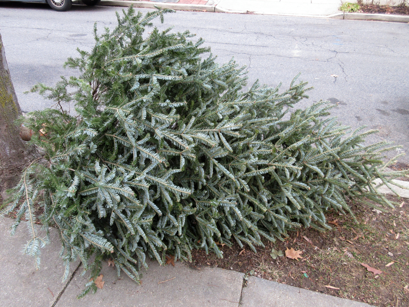 Recycle Your Ocean County Christmas Trees at These Locations