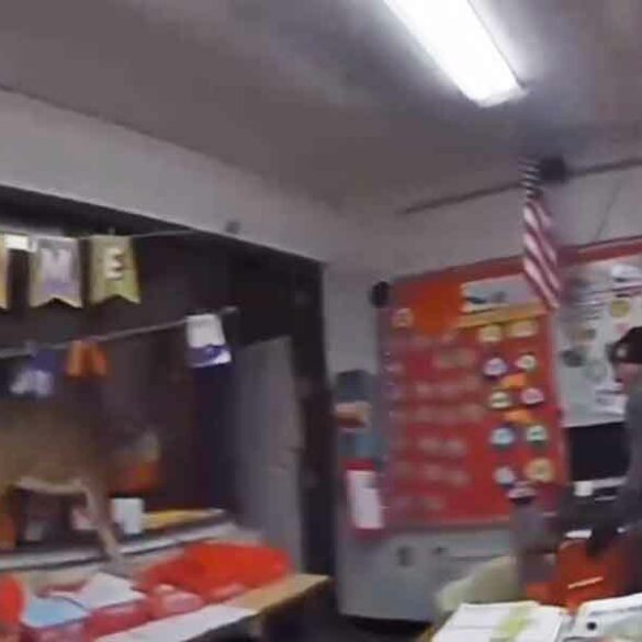 Watch: deer breaks into new jersey elementary school and wreaks havoc - photo licensed by shore news network.