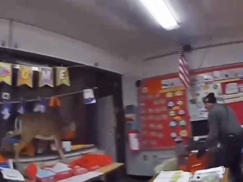 Watch: Deer Breaks Into New Jersey Elementary School and Wreaks Havoc