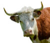 Nj transit excuse for early morning delays a load of bull