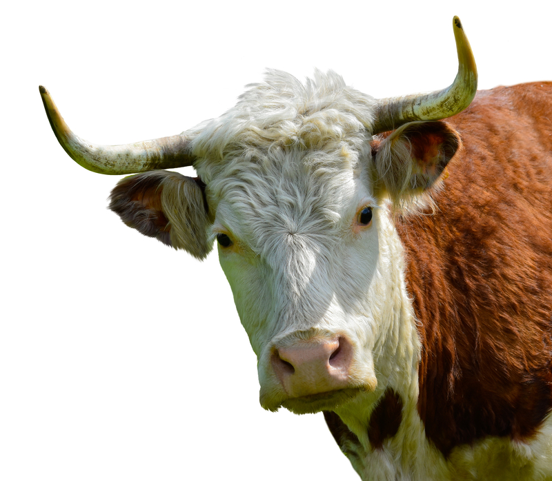 NJ Transit Excuse For Early Morning Delays a Load of Bull