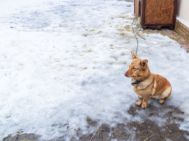 As Weather Chills, New Jersey Reminds Leaving Pets Outside is Animal Abuse