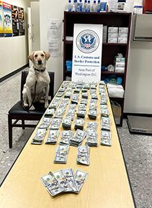 Dulles CBP K9 Alerts, Officers Seize $56k in Unreported Currency from Iraq-bound Man