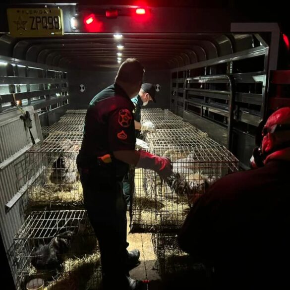 100 cats, 100 birds found in frostproof hoarding case - photo licensed by shore news network.