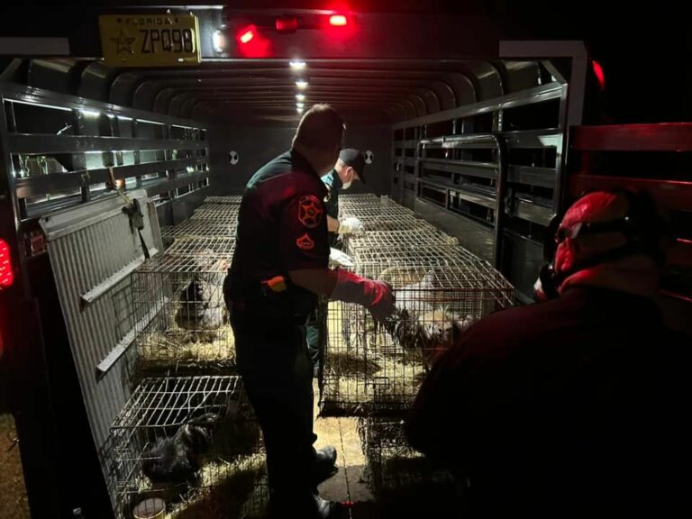 100 cats, 100 birds found in frostproof hoarding case - photo licensed by shore news network.