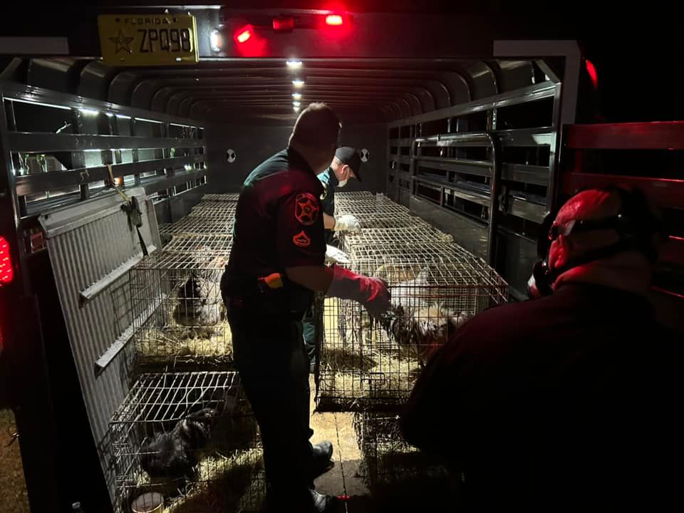 100 Cats, 100 Birds Found in Frostproof Hoarding Case