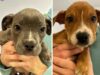 Police investigating after three puppies found abandoned in near freezing temps, one dead