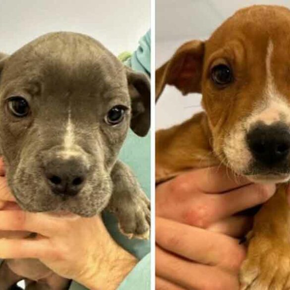 Police investigating after three puppies found abandoned in near freezing temps, one dead - photo licensed by shore news network.