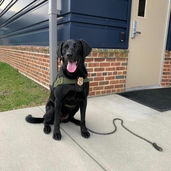 Delaware natural resources police spotlight k9 river - photo licensed by shore news network.