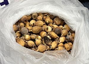 Delaware CBP Officers Seize Nearly 7 Pounds of Opium Poppy Pods destined to Middletown, Delaware